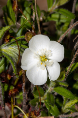 Drosera planchonii