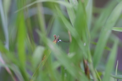 Agriocnemis femina oryzae