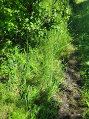 Gladiolus imbricatus