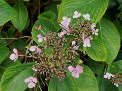 Hydrangea arborescens