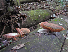 Rhodotus palmatus