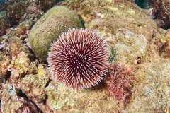 Sphaerechinus granularis