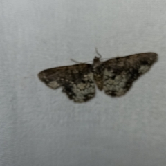 Abaciscus tristis
