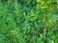 Gladiolus imbricatus
