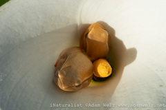 Hyperolius horstockii