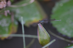 Pseudocopera ciliata