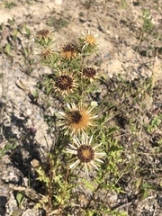 Carlina vulgaris