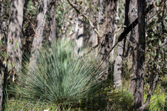 Xanthorrhoea quadrangulata