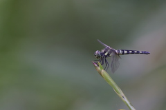 Brachydiplax chalybea