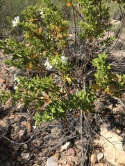 Pelargonium ribifolium