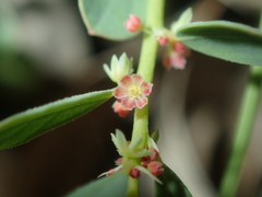 Phyllanthus erwinii