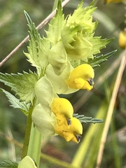 Rhinanthus serotinus