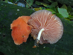 Rhodotus palmatus