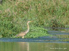 Ardea purpurea