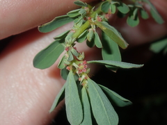 Phyllanthus erwinii
