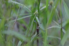 Agriocnemis femina oryzae