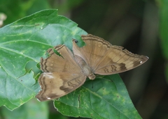 Junonia iphita