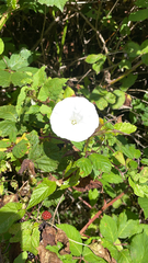 Calystegia silvatica