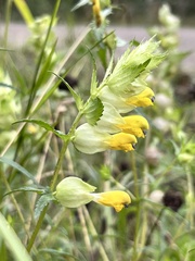Rhinanthus serotinus