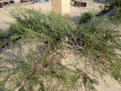 Artemisia arenaria