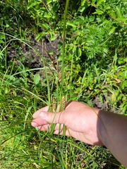 Carex melanostachya