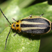 Groundselbush Beetle - Photo (c) hadel, some rights reserved (CC BY-NC), uploaded by hadel