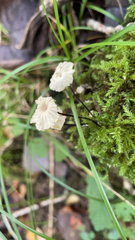 Marasmius rotula