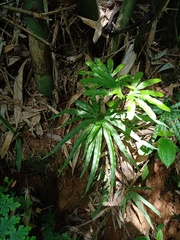 Lygodium longifolium