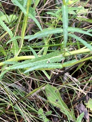 Rhinanthus serotinus