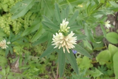 Trifolium lupinaster
