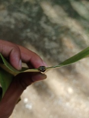 Asplenium cymbifolium