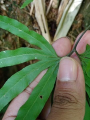 Lygodium longifolium