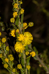 Acacia paradoxa