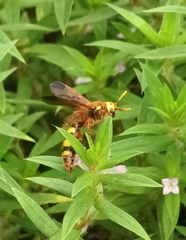 Scolia picteti