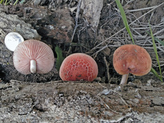 Rhodotus palmatus