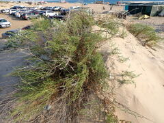 Artemisia arenaria