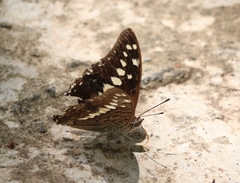 Charaxes solon