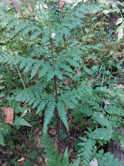 Dryopteris carthusiana