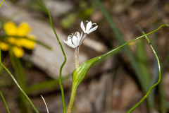 Wurmbea dioica