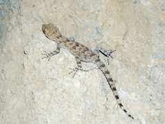 Tenuidactylus fedtschenkoi