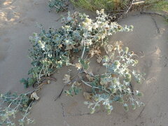 Eryngium maritimum