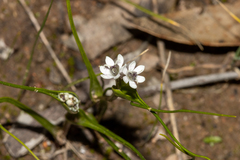 Wurmbea dioica