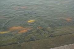 Cyprinus rubrofuscus