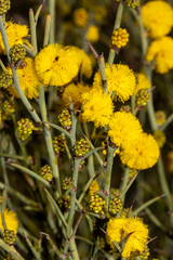 Acacia continua