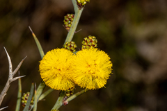 Acacia continua