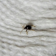Gibbium aequinoctiale