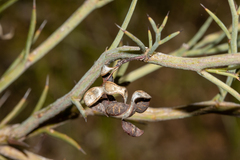 Acacia continua