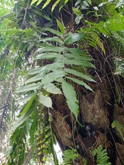 Stenochlaena palustris