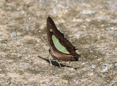 Polyura bharata
