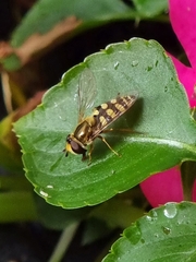 Eupeodes corollae